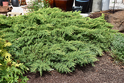 Daub's Frosted Juniper (Juniperus x media 'Daub's Frosted') at The Mustard Seed
