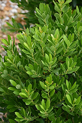 Nordic Inkberry Holly (Ilex glabra 'Nordic') at The Mustard Seed