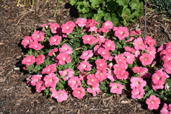 Supertunia Bermuda Beach Petunia (Petunia 'Supertunia Bermuda Beach') at The Mustard Seed