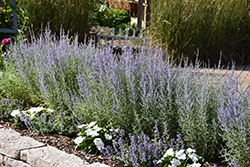 Denim 'n Lace Russian Sage (Perovskia atriplicifolia 'Denim 'n Lace') at The Mustard Seed