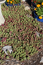 Dragon's Blood Stonecrop (Sedum spurium) at The Mustard Seed