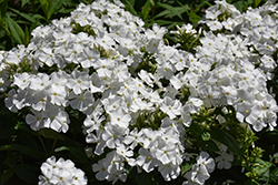 Flame Pro White Garden Phlox (Phlox paniculata 'Flame Pro White') at The Mustard Seed