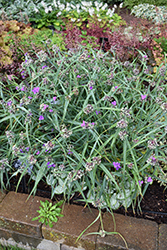 Concord Grape Spiderwort (Tradescantia x andersoniana 'Concord Grape') at The Mustard Seed