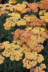Sassy Summer Sunset Yarrow (Achillea 'Sassy Summer Sunset') at The Mustard Seed