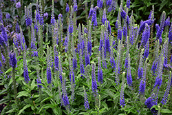 Sunny Border Blue Speedwell (Veronica 'Sunny Border Blue') at The Mustard Seed