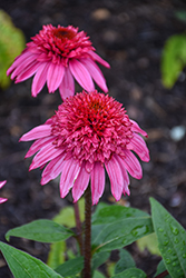 Double Scoop Watermelon Deluxe Coneflower (Echinacea 'Balscmelux') at The Mustard Seed