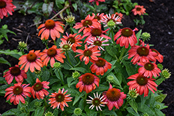 Sombrero Sangrita Coneflower (Echinacea 'Balsomanita') at The Mustard Seed