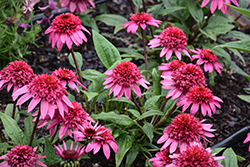 Double Scoop Watermelon Deluxe Coneflower (Echinacea 'Balscmelux') at The Mustard Seed