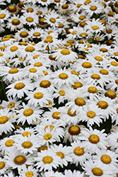 White Lion Shasta Daisy (Leucanthemum x superbum 'White Lion') at The Mustard Seed
