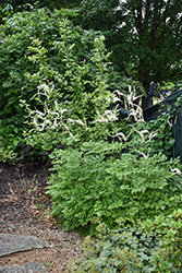 American Bugbane (Actaea racemosa) at The Mustard Seed