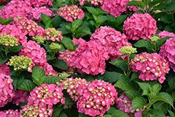Summer Crush Hydrangea (Hydrangea macrophylla 'Bailmacfive') at The Mustard Seed