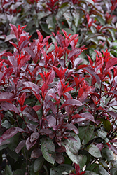 Darkstar Purple Leaf Sand Cherry (Prunus x cistena 'UCONNPC001') at The Mustard Seed