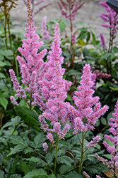 Maggie Daley Astilbe (Astilbe chinensis 'Maggie Daley') at The Mustard Seed