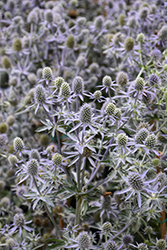 Blue Glitter Sea Holly (Eryngium planum 'Blue Glitter') at The Mustard Seed