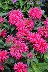 Balmy Rose Beebalm (Monarda didyma 'Balbalmose') at The Mustard Seed