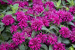 Balmy Purple Beebalm (Monarda didyma 'Balbalmurp') at The Mustard Seed
