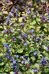 Plumbago (Ceratostigma plumbaginoides) at The Mustard Seed