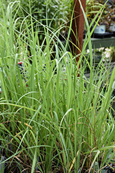Switch Grass (Panicum virgatum) at The Mustard Seed