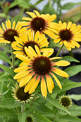 Butterfly Yellow Rainbow Marcella Coneflower (Echinacea 'Ech391') at The Mustard Seed