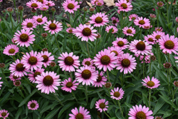 Pixie Meadowbrite Coneflower (Echinacea 'Pixie Meadowbrite') at The Mustard Seed
