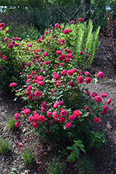 My Girl Rose (Rosa 'BAIgirl') at The Mustard Seed