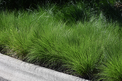 Tara Dropseed (Sporobolus heterolepis 'Tara') at The Mustard Seed