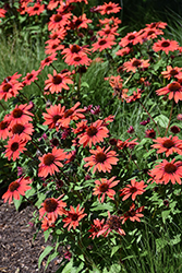 Panama Red Coneflower (Echinacea 'Panama Red') at The Mustard Seed