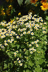 Feverfew (Tanacetum parthenium) at The Mustard Seed