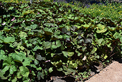 Desdemona Rayflower (Ligularia dentata 'Desdemona') at The Mustard Seed