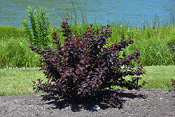 Fireside Ninebark (Physocarpus opulifolius 'Fireside') at The Mustard Seed