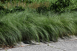 Prairie Dropseed (Sporobolus heterolepis) at The Mustard Seed