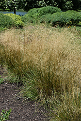 Tufted Hair Grass (Deschampsia cespitosa) at The Mustard Seed
