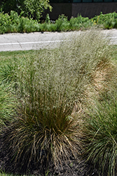 Schottland Hair Grass (Deschampsia cespitosa 'Schottland') at The Mustard Seed
