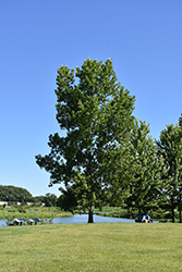 Siouxland Poplar (Populus deltoides 'Siouxland') at The Mustard Seed