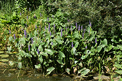 Pickerelweed (Pontederia cordata) at The Mustard Seed