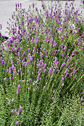 Purple Prairie Clover (Dalea purpurea) at The Mustard Seed