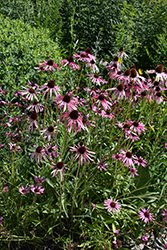 Narrow Leaf Coneflower (Echinacea angustifolia) at The Mustard Seed