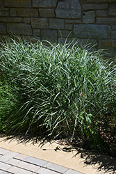 Switch Grass (Panicum virgatum) at The Mustard Seed