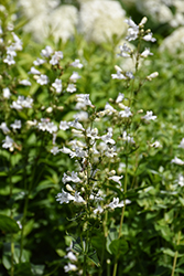 Foxglove Beardtongue (Penstemon digitalis) at The Mustard Seed