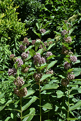 Common Milkweed (Asclepias syriaca) at The Mustard Seed