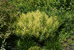 Butterscotch Blue Star (Amsonia hubrichtii 'Butterscotch') at The Mustard Seed