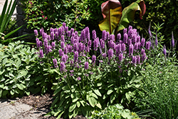 Hummelo Betony (Stachys monieri 'Hummelo') at The Mustard Seed