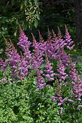Maggie Daley Astilbe (Astilbe chinensis 'Maggie Daley') at The Mustard Seed