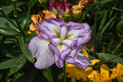 Dinner Plate Harlequinesque Japanese Iris (Iris ensata 'Harlequinesque') at The Mustard Seed