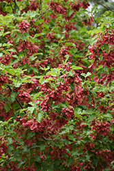 Hot Wings Tatarian Maple (Acer tataricum 'GarAnn') at The Mustard Seed