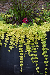 Golden Creeping Jenny (Lysimachia nummularia 'Aurea') at The Mustard Seed