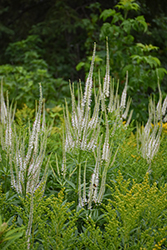 Culver's Root (Veronicastrum virginicum) at The Mustard Seed