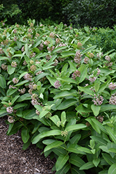 Common Milkweed (Asclepias syriaca) at The Mustard Seed