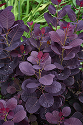 Royal Purple Smokebush (Cotinus coggygria 'Royal Purple') at The Mustard Seed