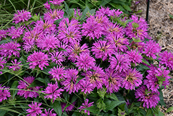 Grand Parade Beebalm (Monarda 'Grand Parade') at The Mustard Seed